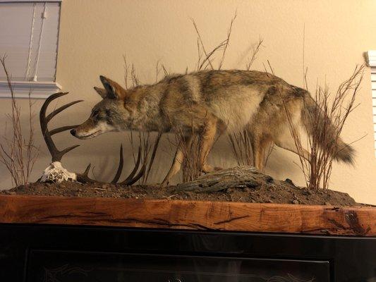 Life size coyote mount