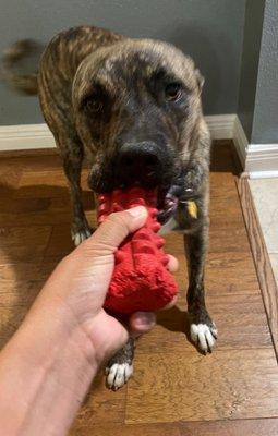 Love to play with balls and his red chewing toy