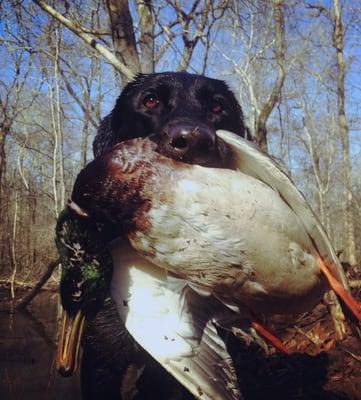 Here's Freddy doing his job off Longbell Road at Bayou Meto.