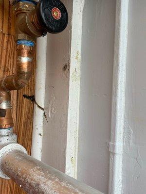 More mold and leaky pipes