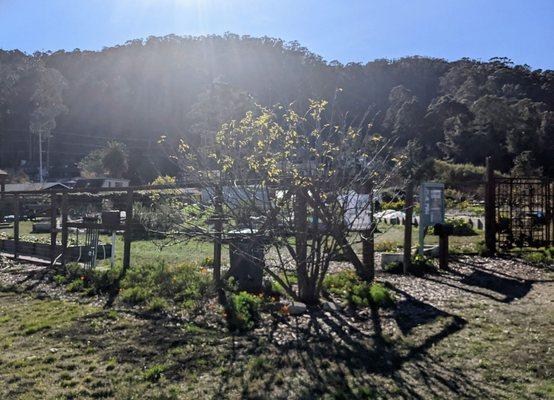 Glare from the sun, hopefully, doesn't diminish the beauty of the native plant nursery in lovely Linda Mar!