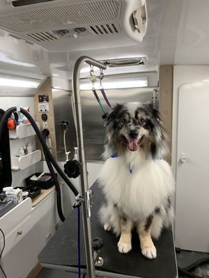 Deshedding for double coated dogs in a safe and comfortable environment