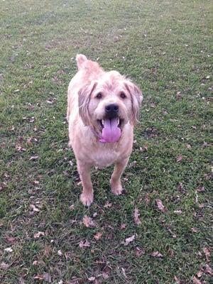 Hercules Lowes Alpine pet grooming he is such a handsome boy