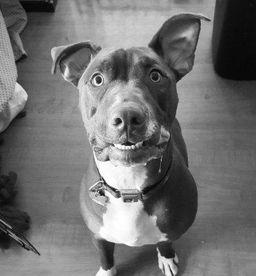 Pibble with the cutest face you ever did see!