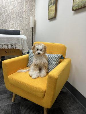 Bodhi loves acupuncture!  Come see him!