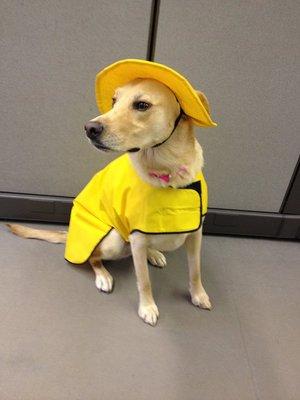 Dog Products - Rain Jacket and Hat