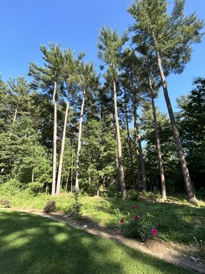 Trimming 75Ft high  after.