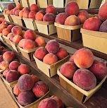 Red Haven Peaches from Bear Mountain Orchards of Aspers, Pennsylvania