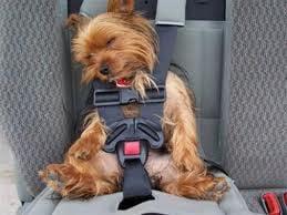 One With Care Pet Nanny also comes equipped with a pet seatbelt for safe Pet-transportation to desired locations.