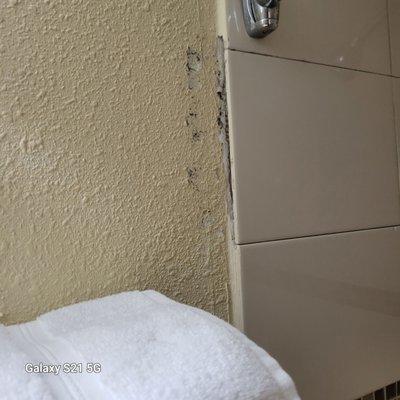 Bathroom mold