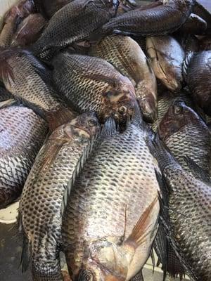 Raw tilapia ready to be cooked