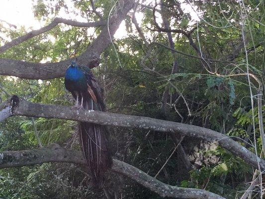 Peacock outside our window