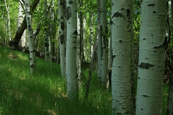 Aspen Grove Gallery