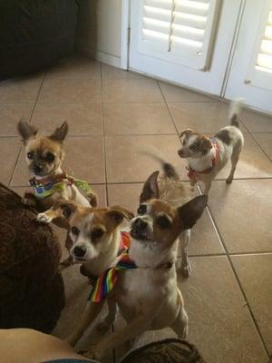 My puppies Muffy, Nala, Corona and Fatty after their visit to Mende's Groom Room