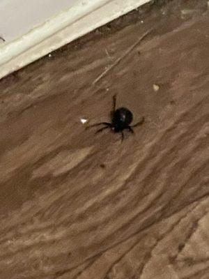 Black widow from poor insulation from front and back doors.