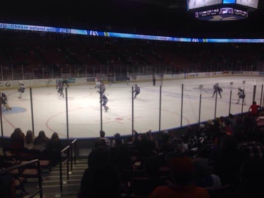 Greenville Swamp Rabbits