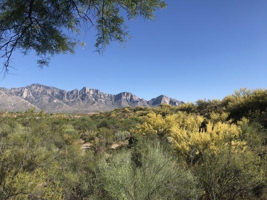 A view of the Catalina Mountains from Oro Valley, AZ.