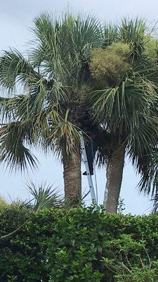 Palm tree pruning