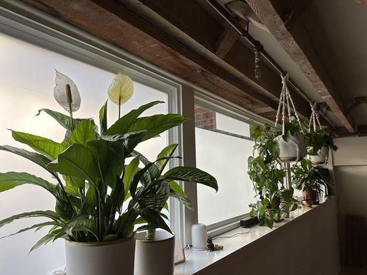 Houseplants and Plant Essentials.