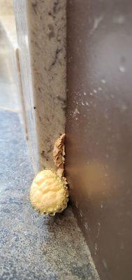 Do you like the yellowish fluid on this shower mushroom?  Thanks Coverall Interiors in Auburn, WA for the unwanted fungus.