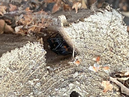 Black widow in the flower bed