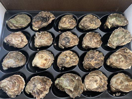 Kumamoto oysters