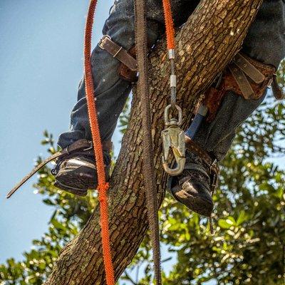 Scott's Treewurk tree climber in a tree in Kennesaw.