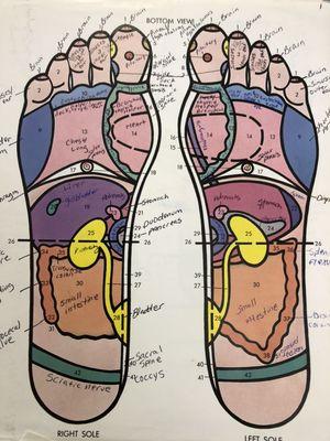 Foot Reflexology Chart