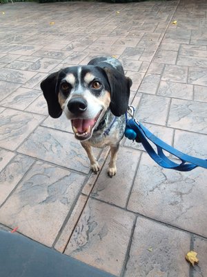 Dog friendly on the patio!