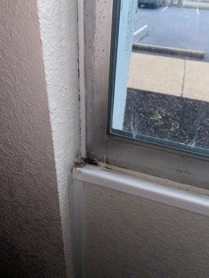 Mold on window