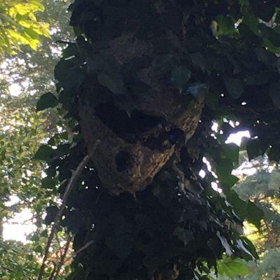 Huge Bald face hornets nest I knocked down.