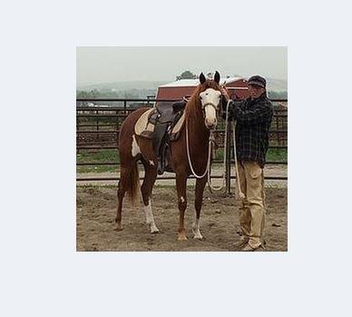 Yellowstone Stables