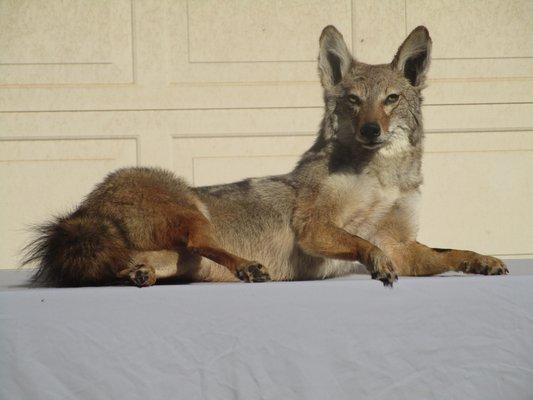 Bob's Wildlife & Pets Forever Taxidermy