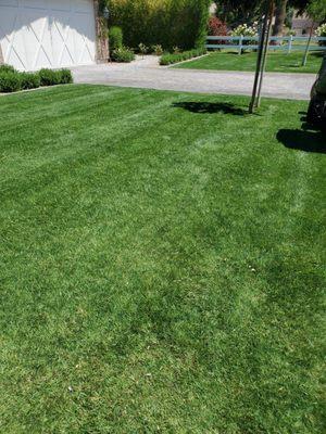 Installation of 
 natural grass in Phoeniz az