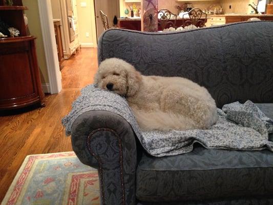 Jake, resting, after a long walk.