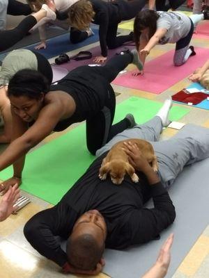 More Pilates with Puppies!