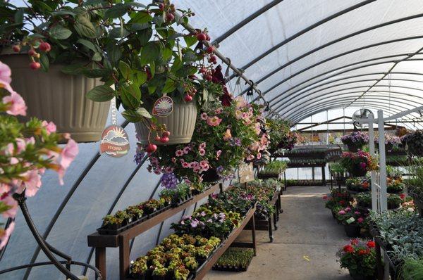 Annuals Greenhouse