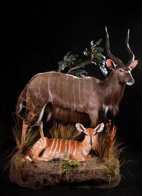 this is my life size lesser Kudu mount (male and female), after my safari hunt in Africa. Very nice detail in the bases and animal.