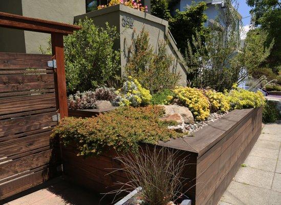 A raised planter bed in Oakland with Winterglow, Austin Griffith's and Warren Robert's manzanitas, and Shasta Sulfur and Conejo Buckwheats.