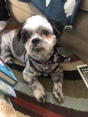 Baxter, complete with his bandana, after his last grooming.