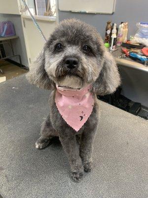 Feeling like a pretty girl after her groom at K-9 Cuts!