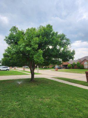 After photo of the lace bark elm in the front yard.