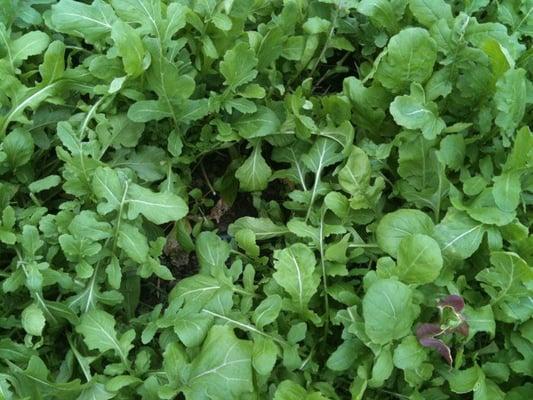 Christmas Arugula on the farm