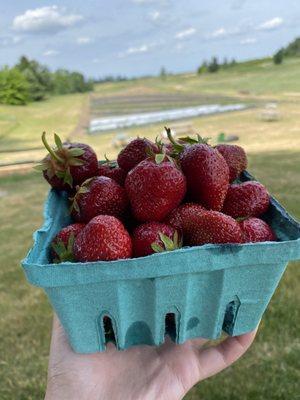 Basket of Strawberries