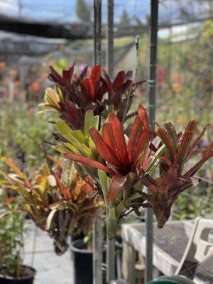 Bromeliad clumps