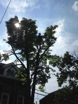 Reducing the size of a city tree on Fisk St. in Lawrenceville.