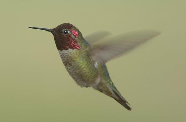 Anna's Hummingbirds are year around residents in San Francisco