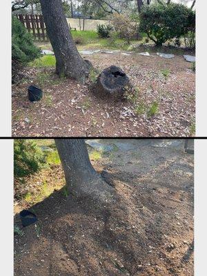 Removal of rotting stump