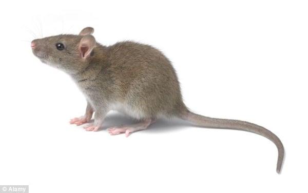 Mice extermination NJ