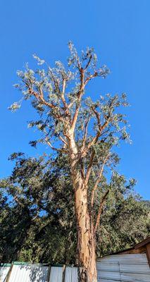 Eucalytus trimed up. Sadly I didn't take a before picture, this thing is a beast of a tree.